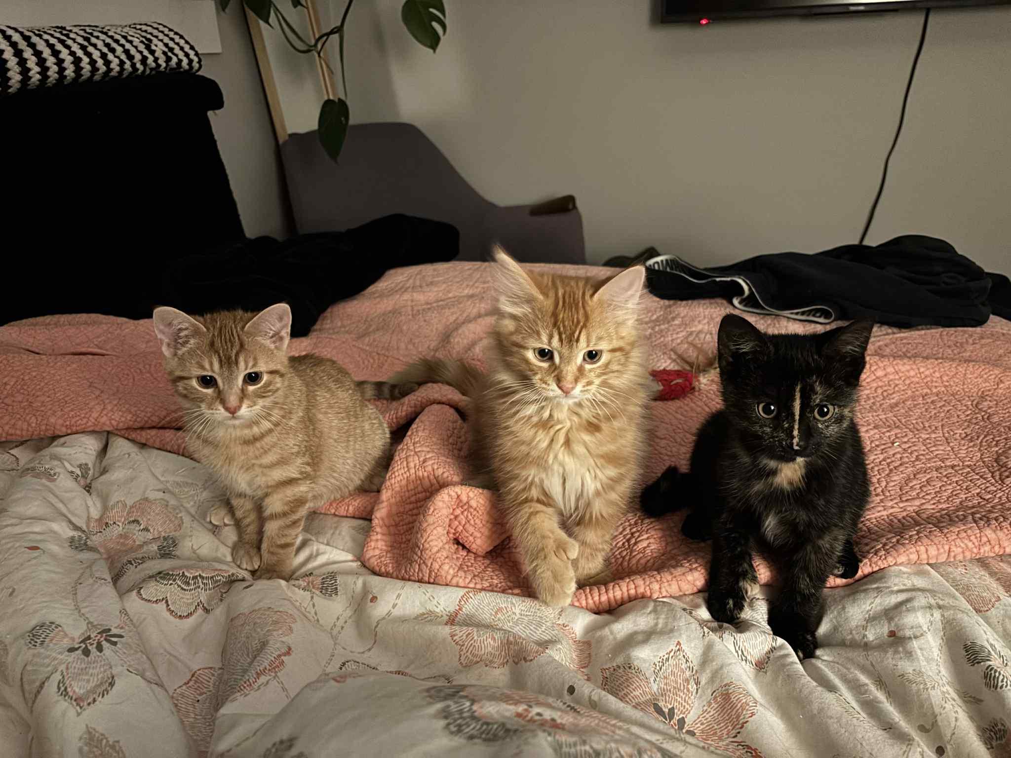 Linus, an adopted Domestic Medium Hair in Verdun, QC image 3/4