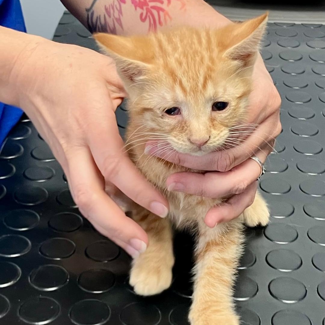 Chito, ADOPTABLE, Kitten Male Domestic Short Hair.