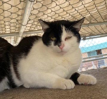 Half Moon, a Adoptable Domestic Short Hair in Escondido, CA image 1/2