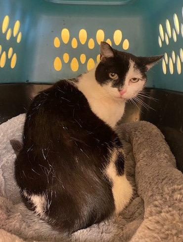 Half Moon, a Adoptable Domestic Short Hair in Escondido, CA image 2/2