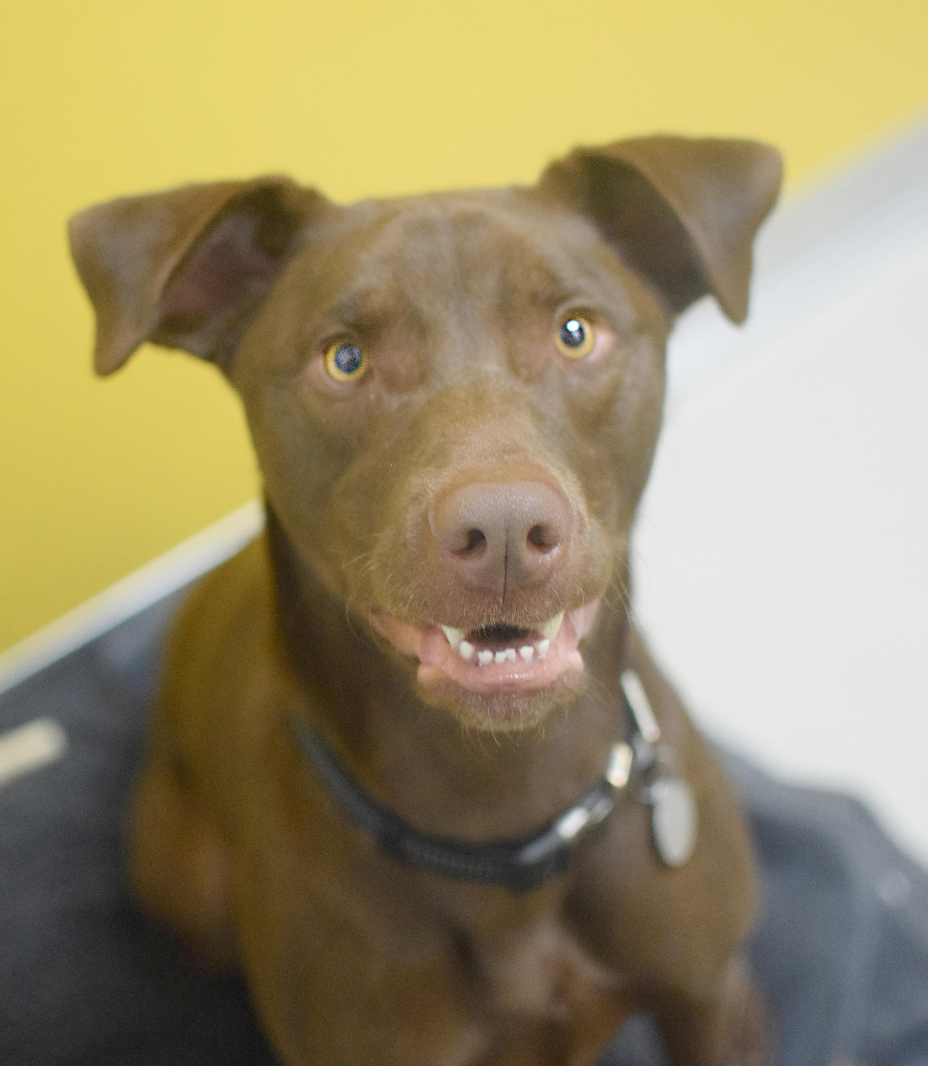 Champ, adopted, Adult Male Chocolate Labrador Retriever.