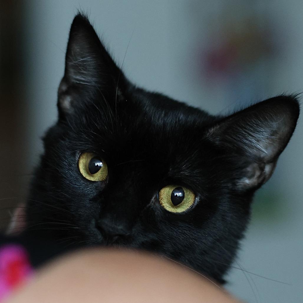 Whisper, Adoptable, Adult Female Domestic Short Hair.