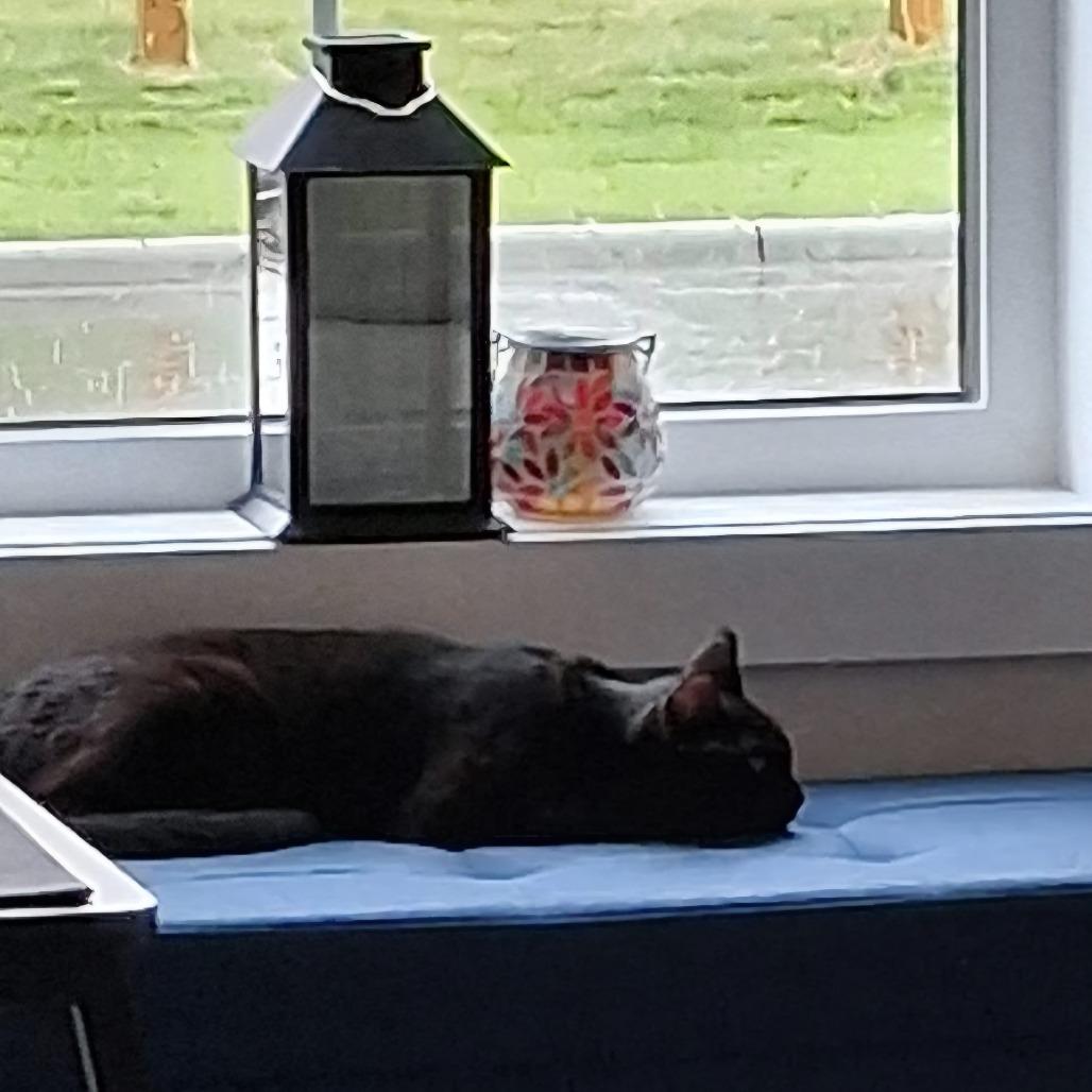 Whisper, Adoptable, Adult Female Domestic Short Hair.