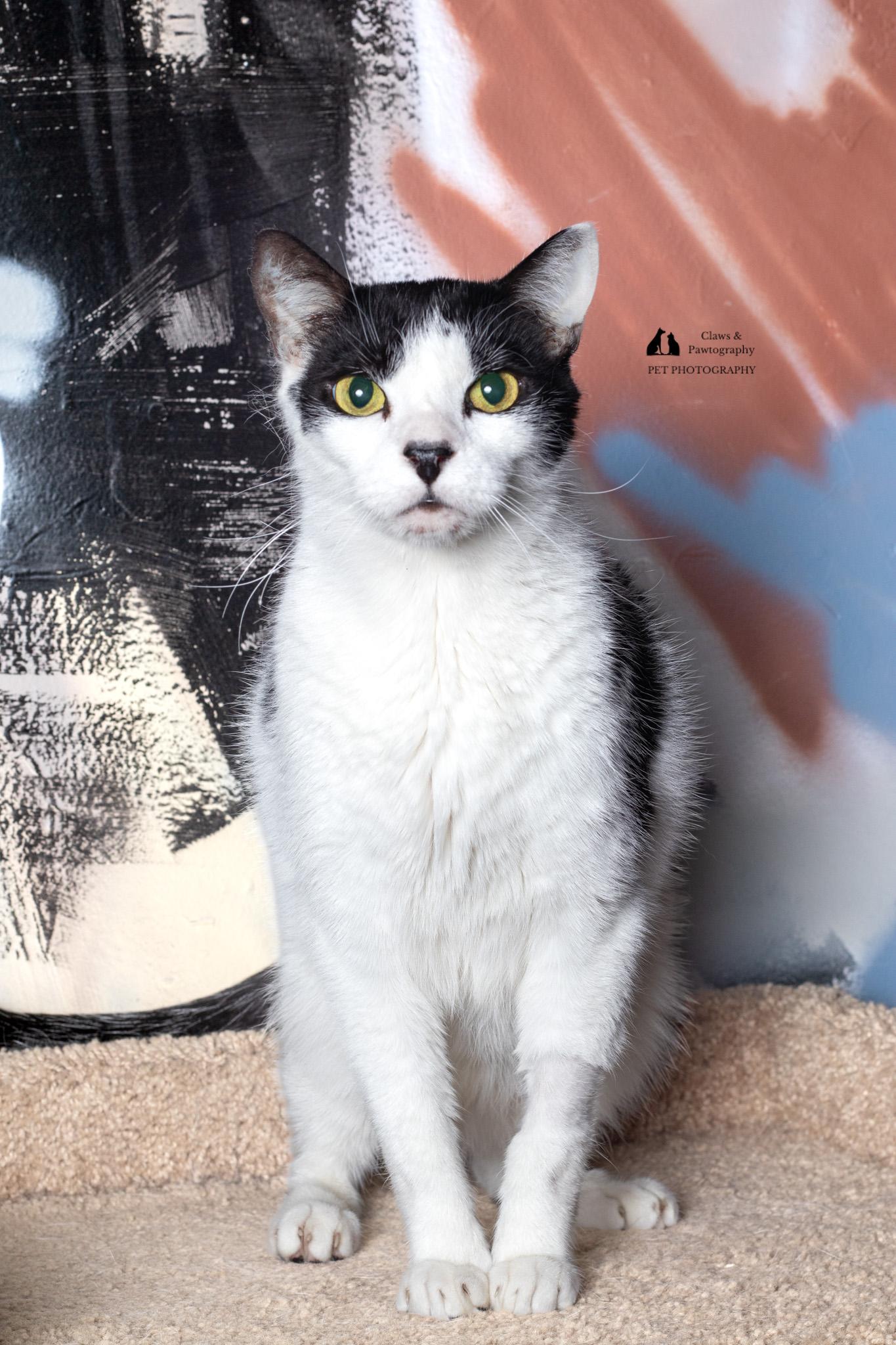 Enlarge Gunther @ Foster Home, a Adoptable Domestic Short Hair in Tallahassee, FL image 4/6
