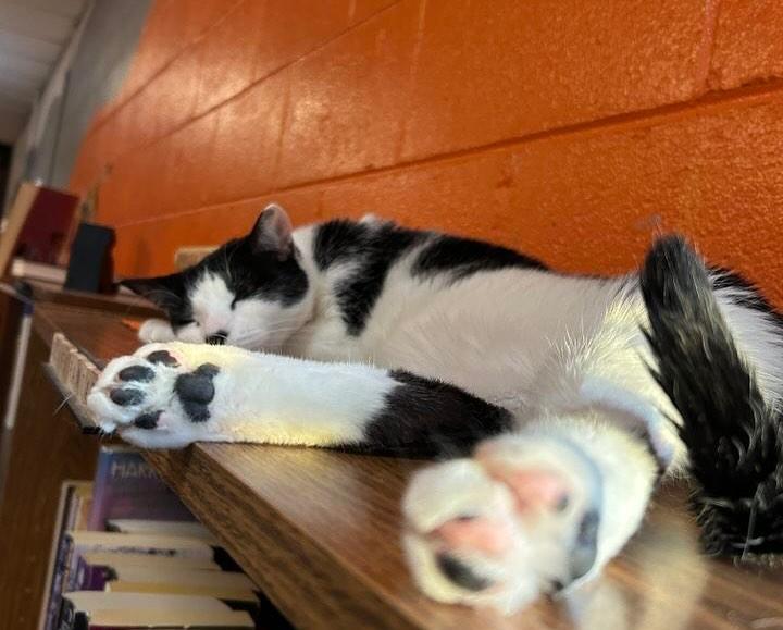 Gunther @ Fat Cat Books photo 1