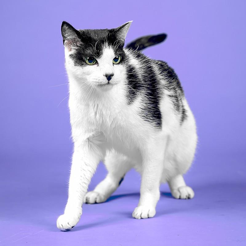 Enlarge Gunther @ Foster Home, a Adoptable Domestic Short Hair in Tallahassee, FL image 3/6