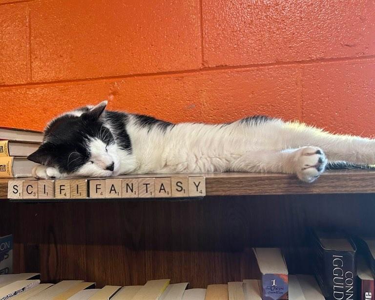 Gunther @ Fat Cat Books photo 4