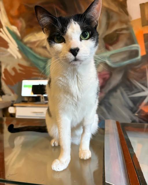 Enlarge Gunther @ Foster Home, a Adoptable Domestic Short Hair in Tallahassee, FL image 6/6