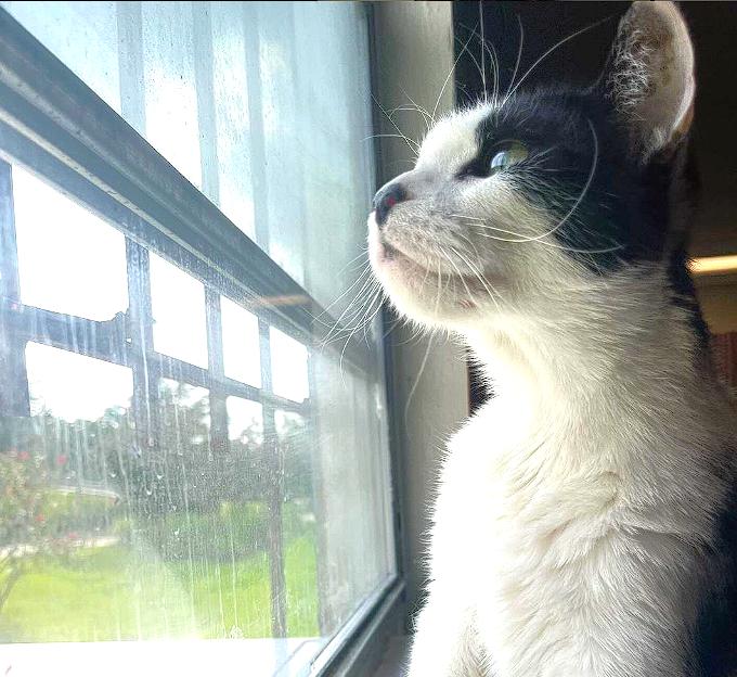 Enlarge Gunther @ Foster Home, a Adoptable Domestic Short Hair in Tallahassee, FL image 1/6