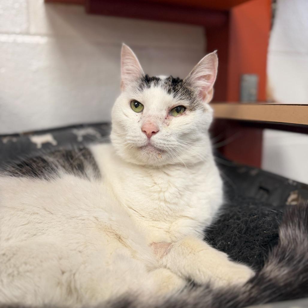 Enlarge Snowball, a Adoptable Domestic Short Hair in Conshohocken, PA image 1/4