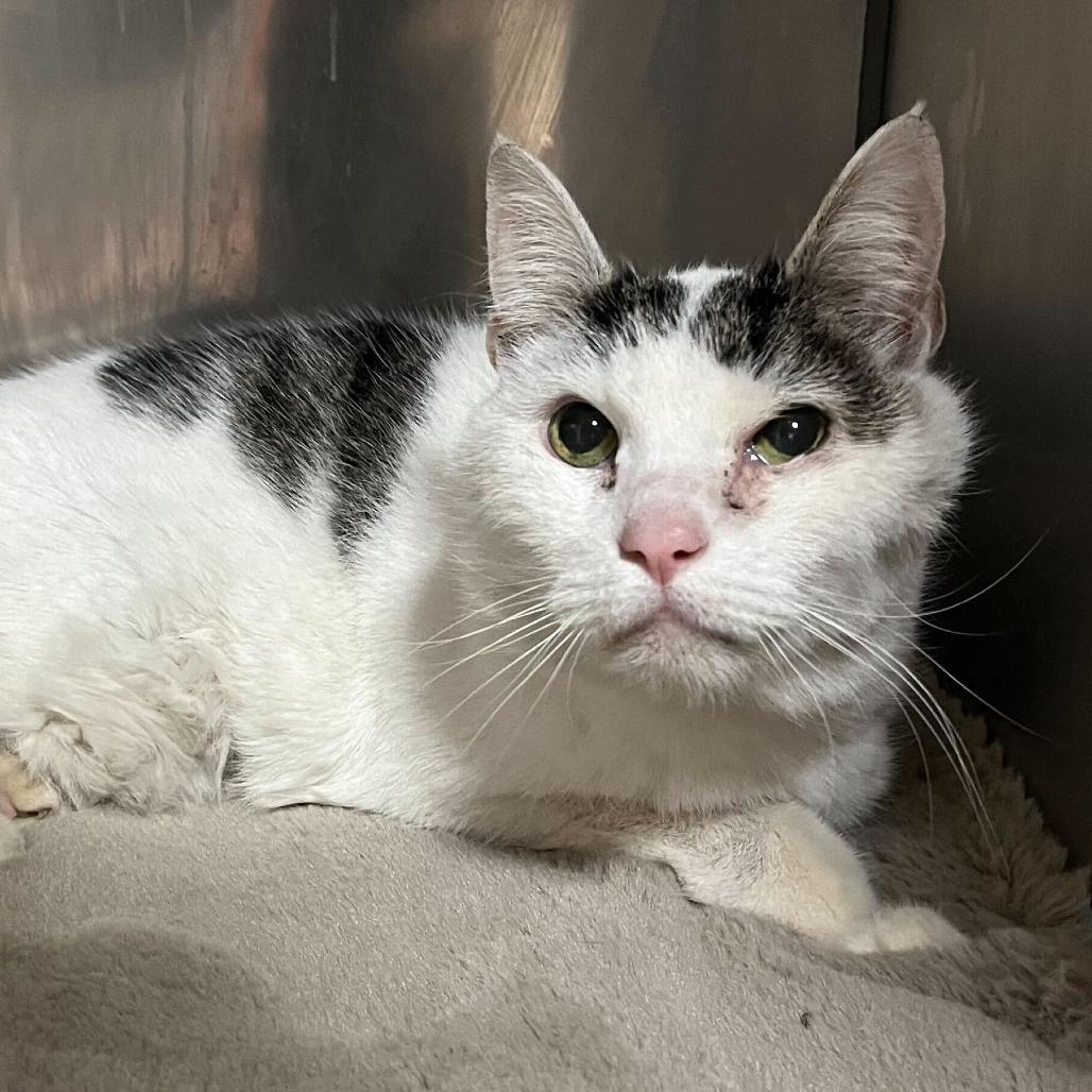 Enlarge Snowball, a Adoptable Domestic Short Hair in Conshohocken, PA image 2/4