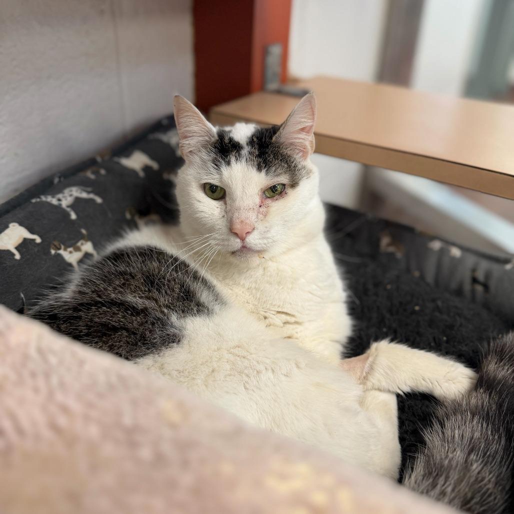 Enlarge Snowball, a Adoptable Domestic Short Hair in Conshohocken, PA image 3/4