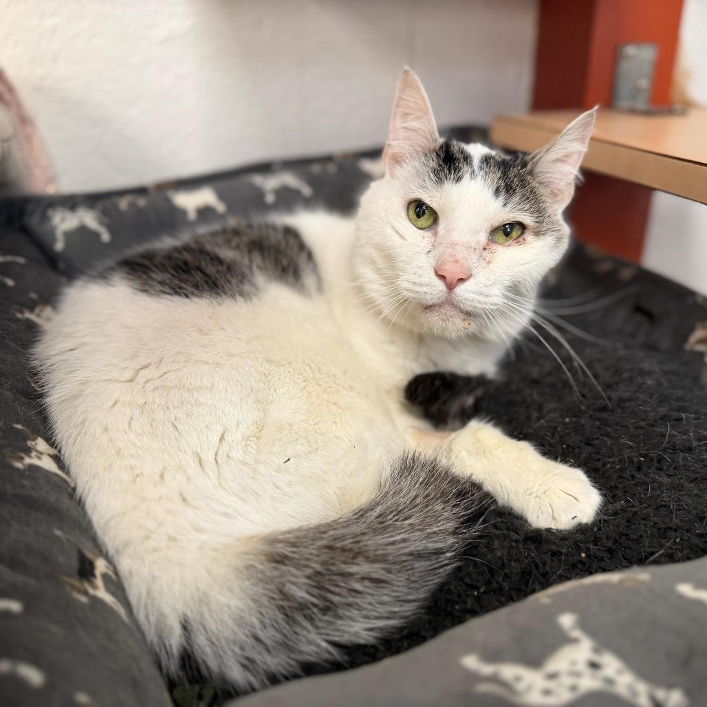 Enlarge Snowball, a Adoptable Domestic Short Hair in Conshohocken, PA image 4/4