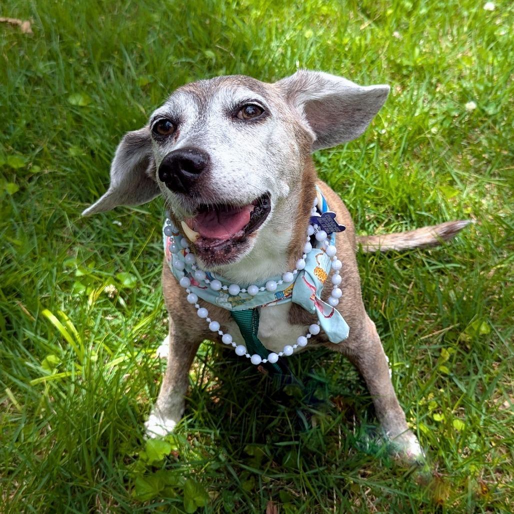 Lady Bean, a ADOPTABLE mixed breed in Helena, AL image 2/6