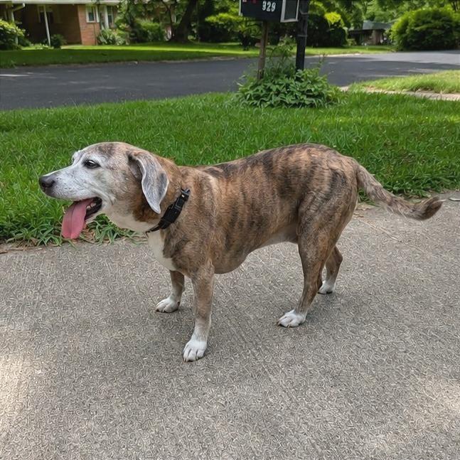 Lady Bean, a ADOPTABLE mixed breed in Helena, AL image 4/6