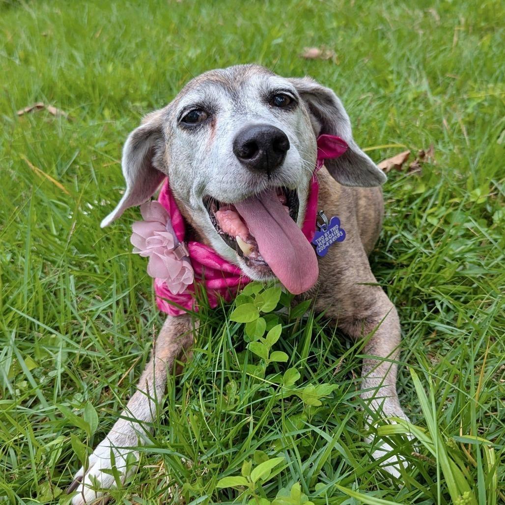 Lady Bean, a ADOPTABLE mixed breed in Helena, AL image 5/6