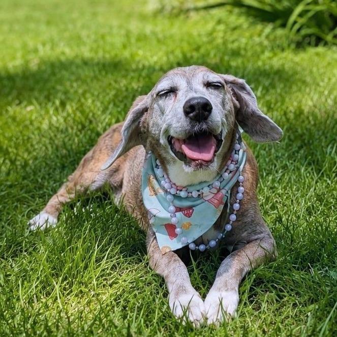 Lady Bean, a ADOPTABLE mixed breed in Helena, AL image 1/6