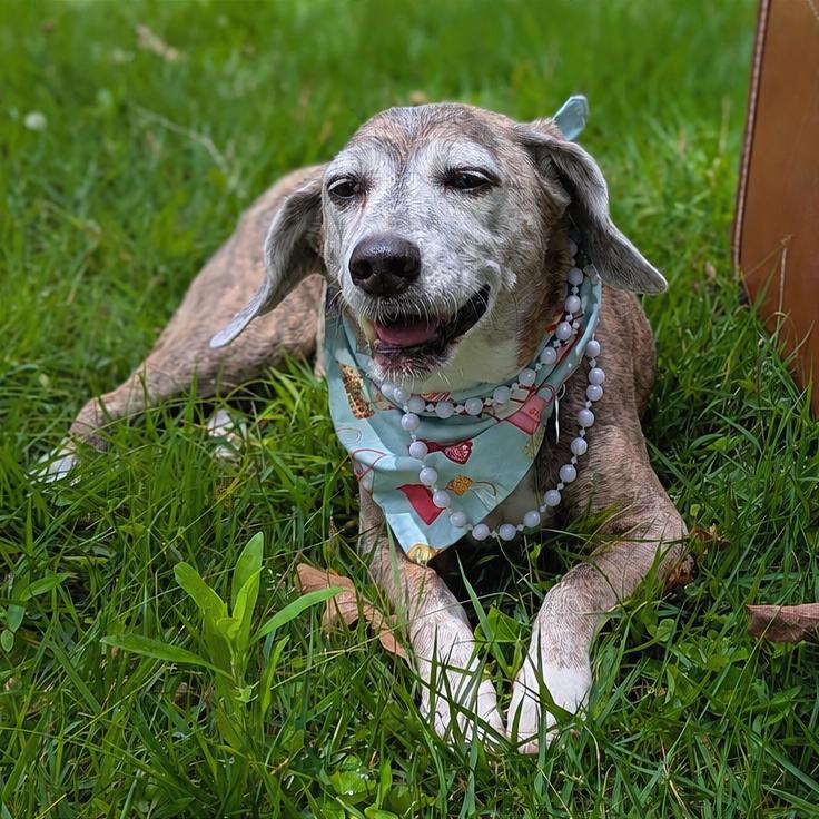 Lady Bean, a ADOPTABLE mixed breed in Helena, AL image 6/6
