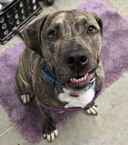 Billy, Adoptable, Adult Male Pit Bull Terrier & Mixed Breed.