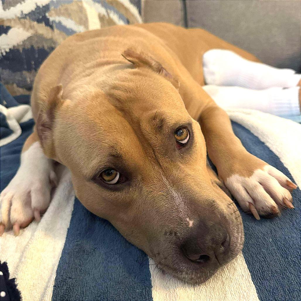 Champagne, Adoptable, Adult Female American Staffordshire Terrier.