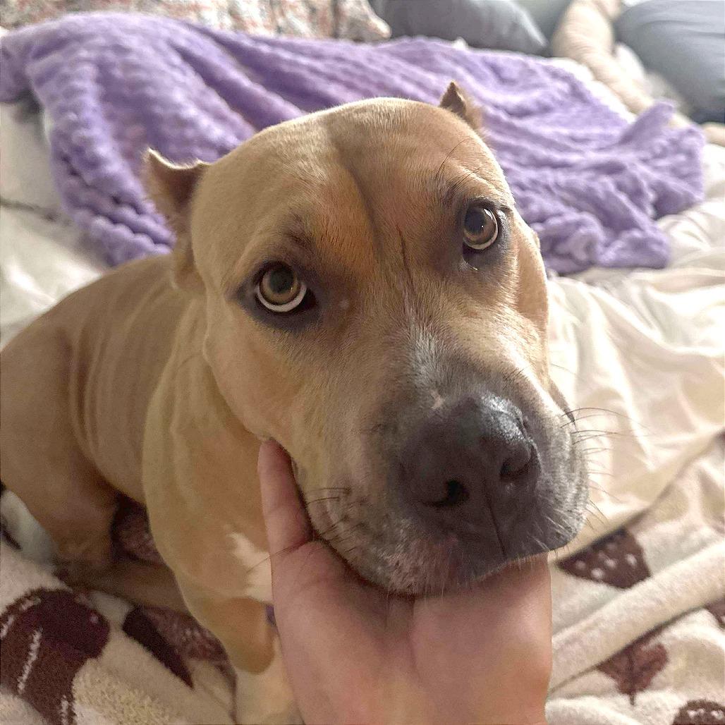 Champagne, a Adoptable American Staffordshire Terrier in Tampa, FL image 2/6