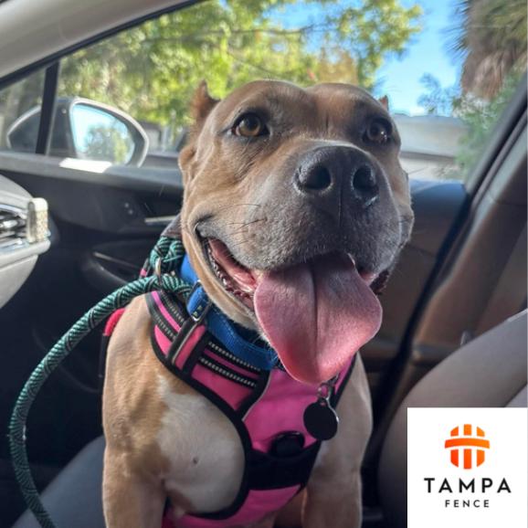 Champagne, a Adoptable American Staffordshire Terrier in Tampa, FL image 3/6