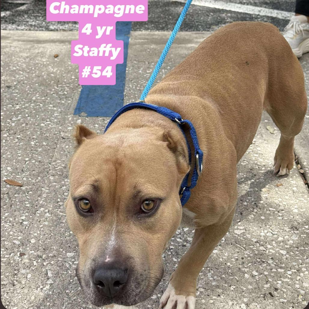Champagne, a Adoptable American Staffordshire Terrier in Tampa, FL image 4/6