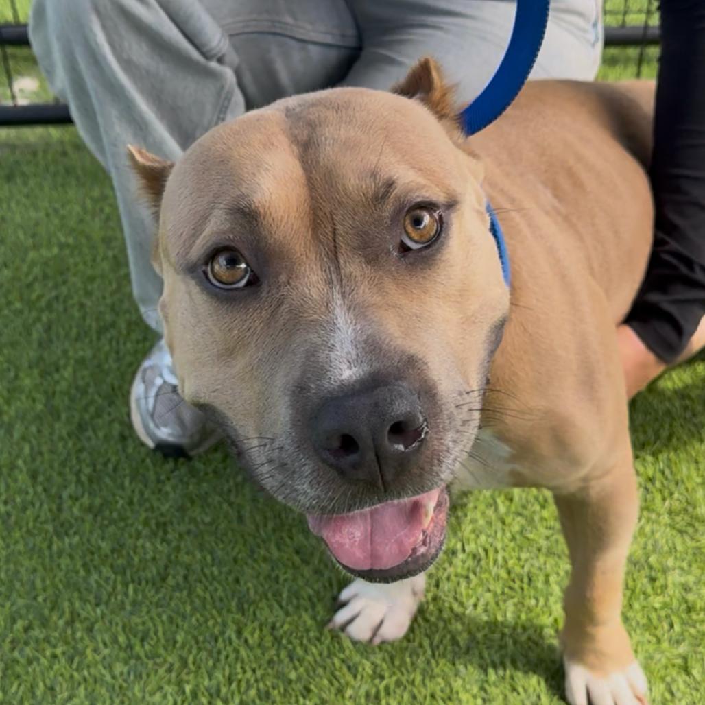 Champagne, a Adoptable American Staffordshire Terrier in Tampa, FL image 5/6