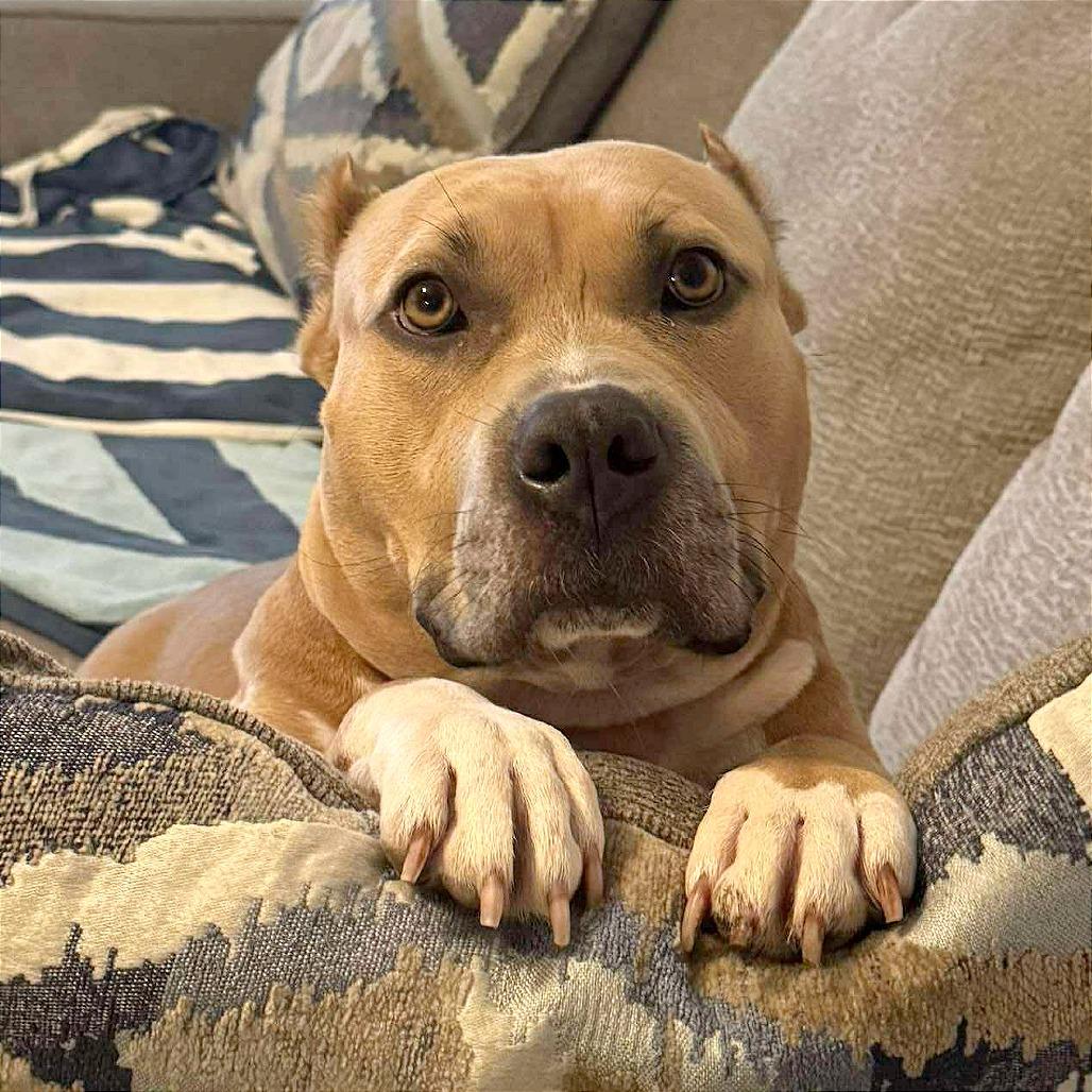 Champagne, a Adoptable American Staffordshire Terrier in Tampa, FL image 6/6