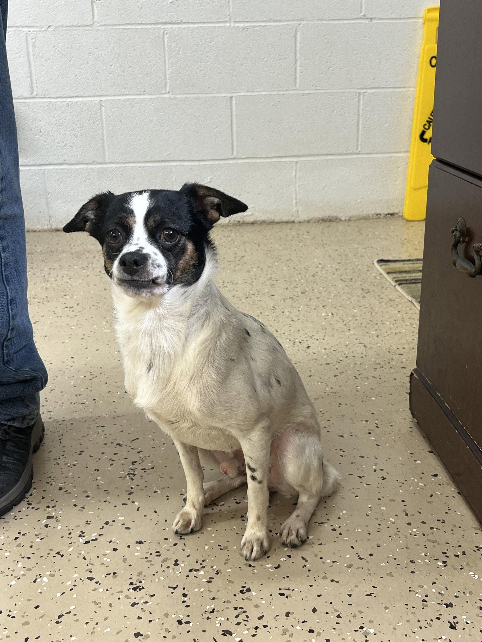 Dax, Adoptable, Adult Male Chihuahua.
