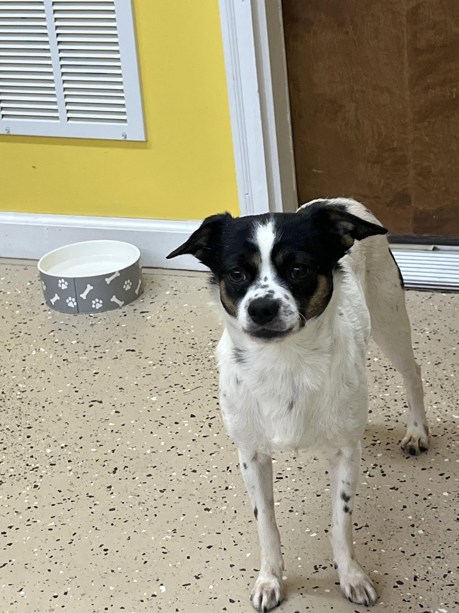 Enlarge Dax, a Adoptable Chihuahua in York, SC image 2/3