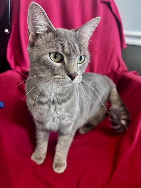 Jacob, Adoptable, Adult Male Domestic Short Hair.