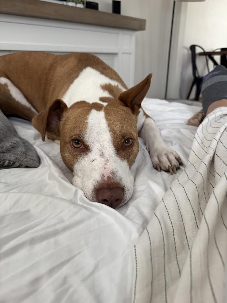 Mac, Adoptable, Adult Male Pit Bull Terrier.