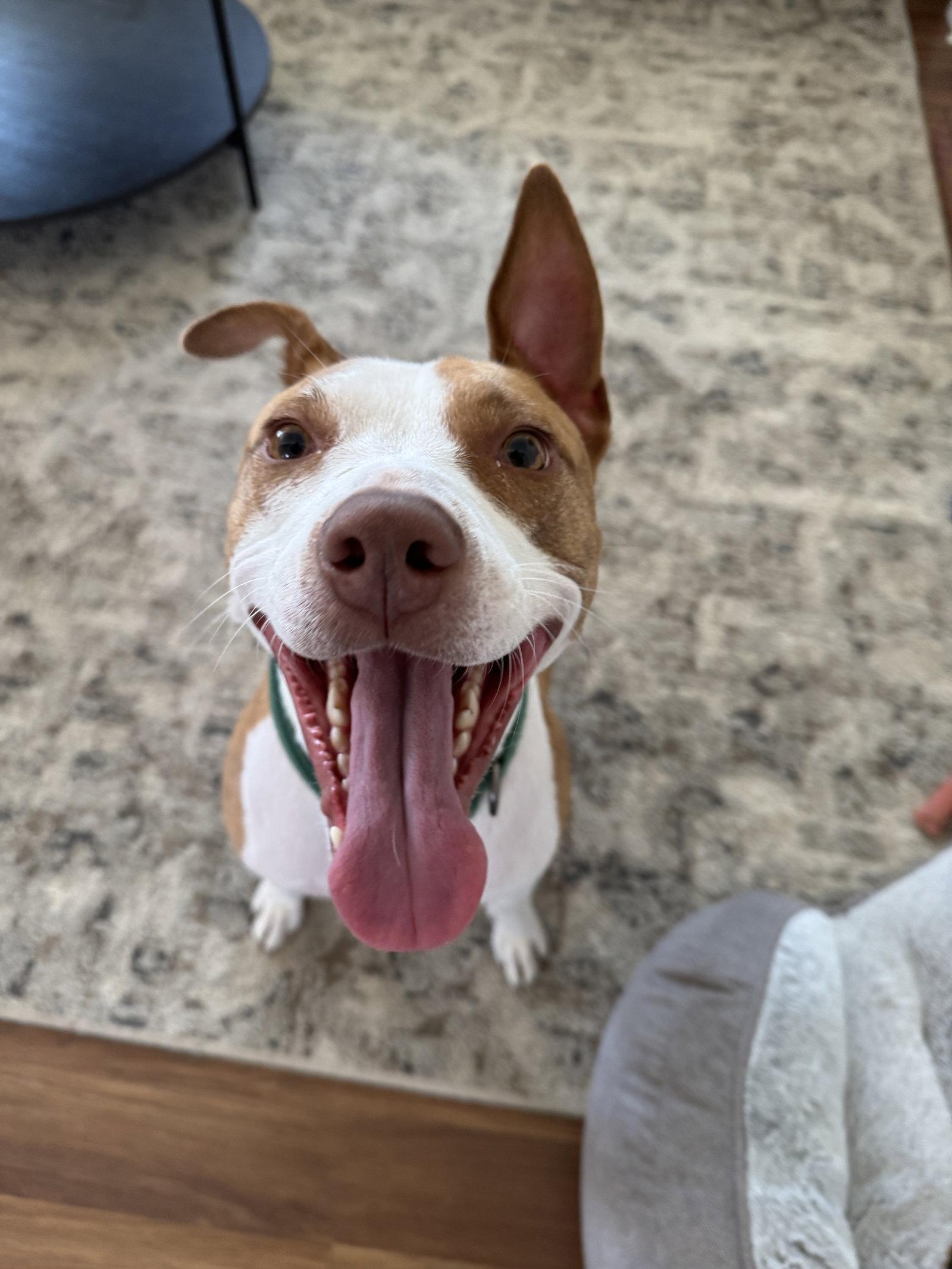 Enlarge Mac, a Adoptable Pit Bull Terrier in Cuyahoga Falls, OH image 2/3