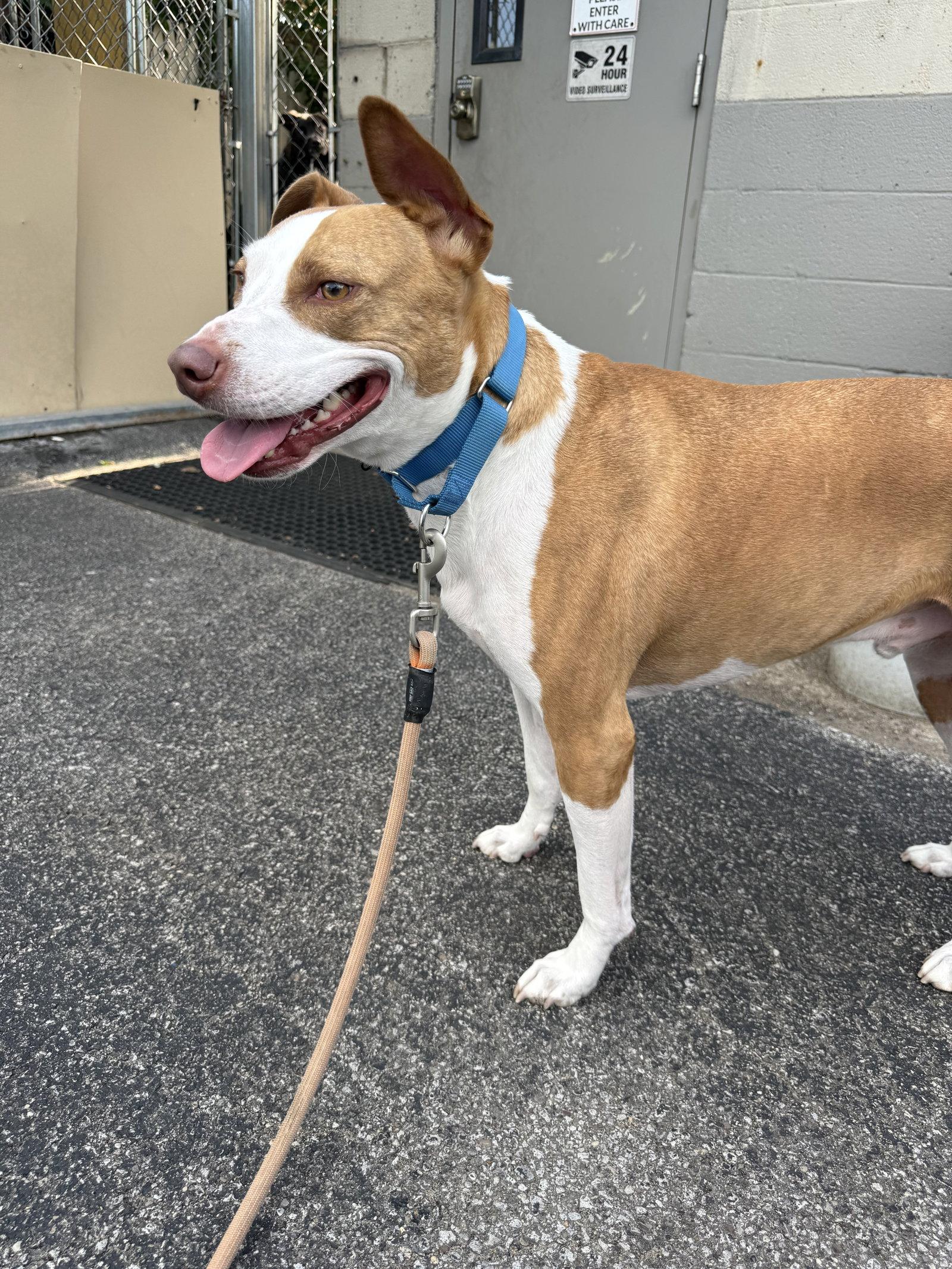 Enlarge Mac, a Adoptable Pit Bull Terrier in Cuyahoga Falls, OH image 3/3
