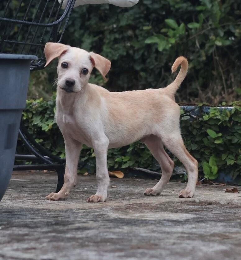 Tommy Tom, Adoptable, Puppy Male Labrador Retriever.