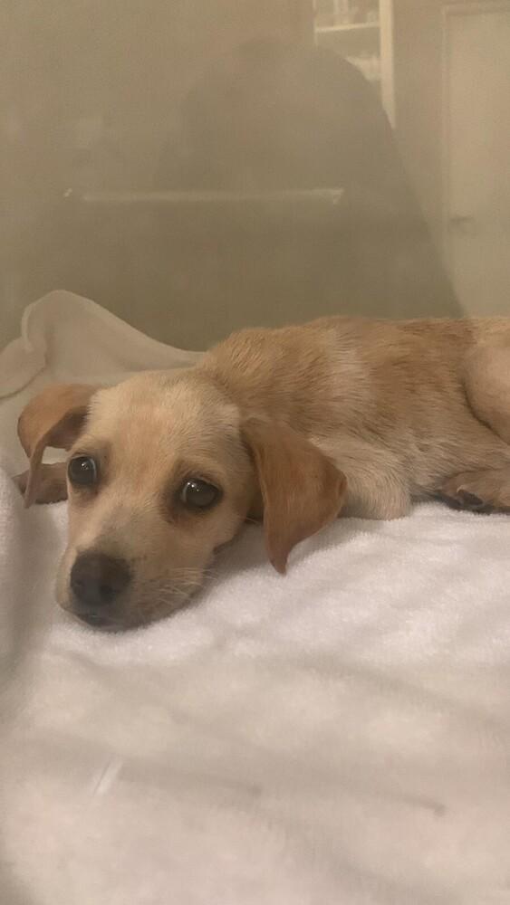 Enlarge Tommy Tom, a Adoptable mixed breed in North Reading, MA image 2/5