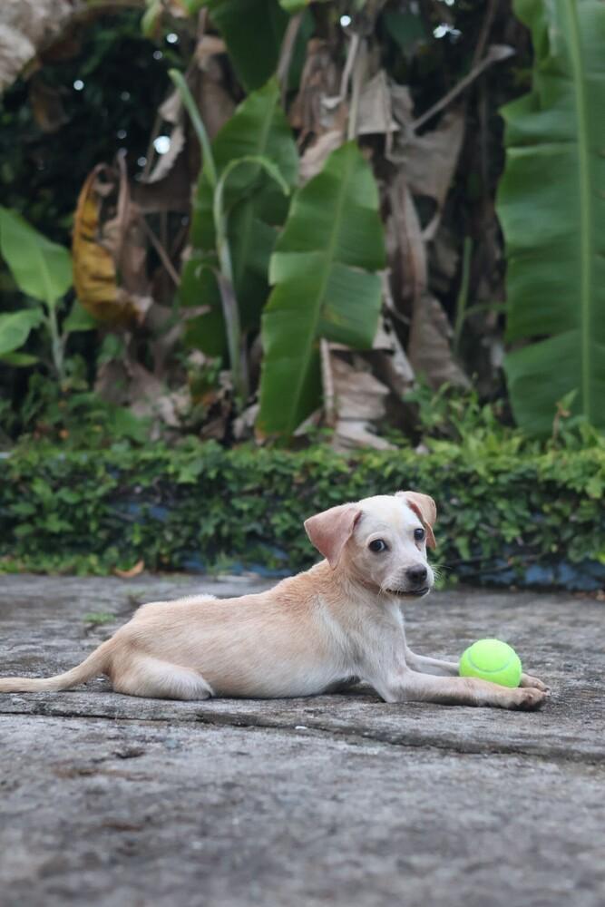Enlarge Tommy Tom, a Adoptable mixed breed in North Reading, MA image 3/5