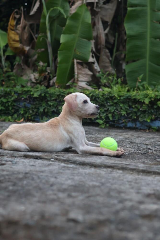 Enlarge Tommy Tom, a Adoptable mixed breed in North Reading, MA image 4/5