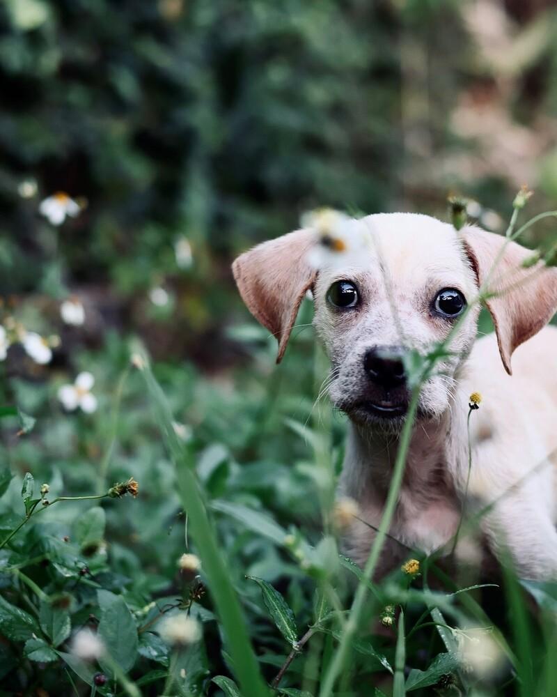 Enlarge Tommy Tom, a Adoptable mixed breed in North Reading, MA image 5/5