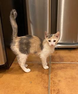 Syrup, a Adoptable Domestic Medium Hair in Fishers, IN image 2/3