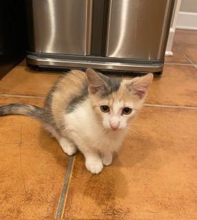 Syrup, a Adoptable Domestic Medium Hair in Fishers, IN image 3/3