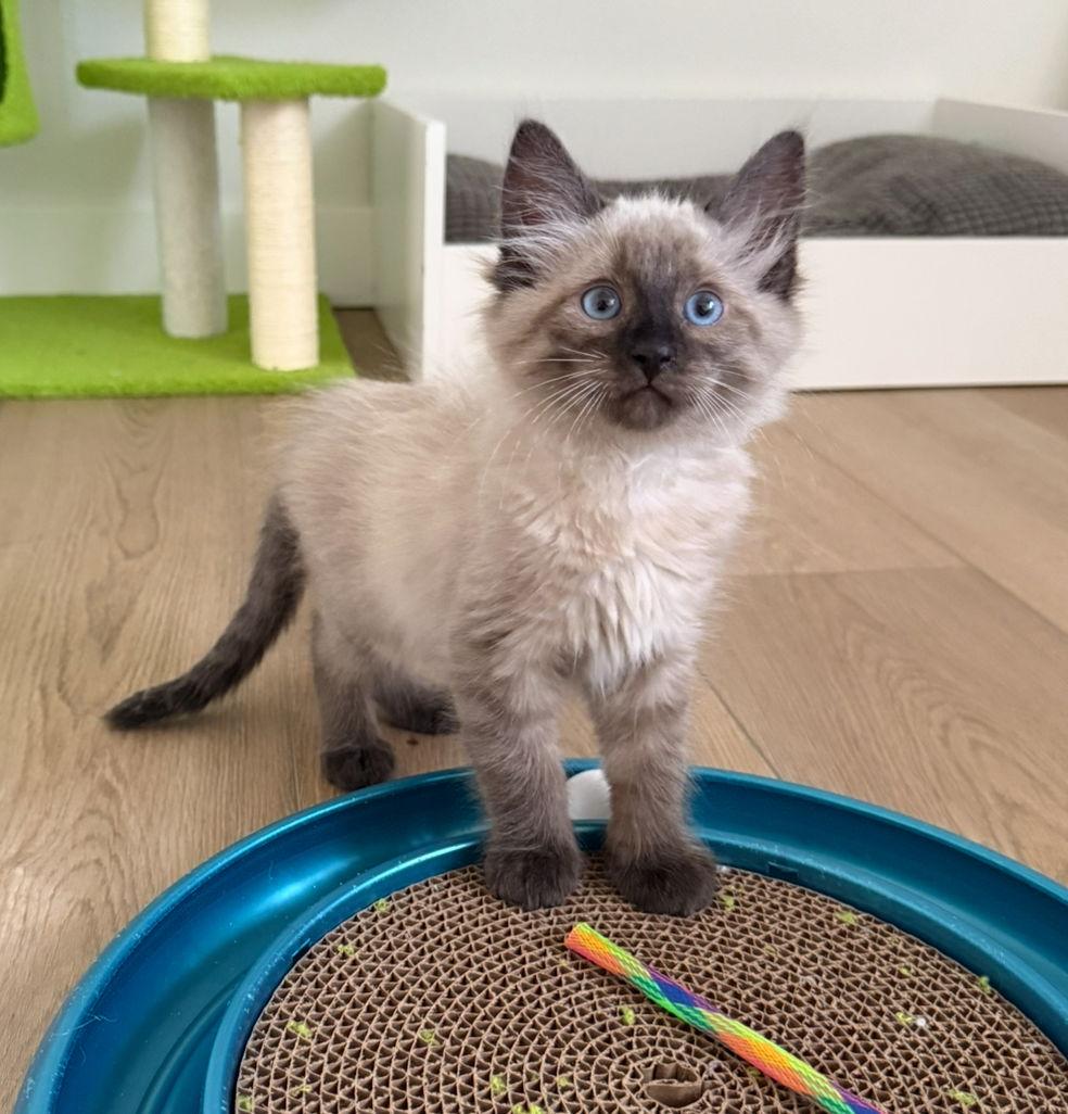 Enlarge Tristan & Xavier, a Adopted Domestic Medium Hair in Las Vegas, NV image 1/2