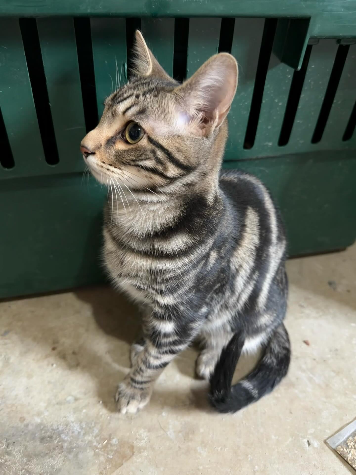 Enlarge Gus Gus, a ADOPTABLE Domestic Short Hair in St. Albans, VT image 3/3