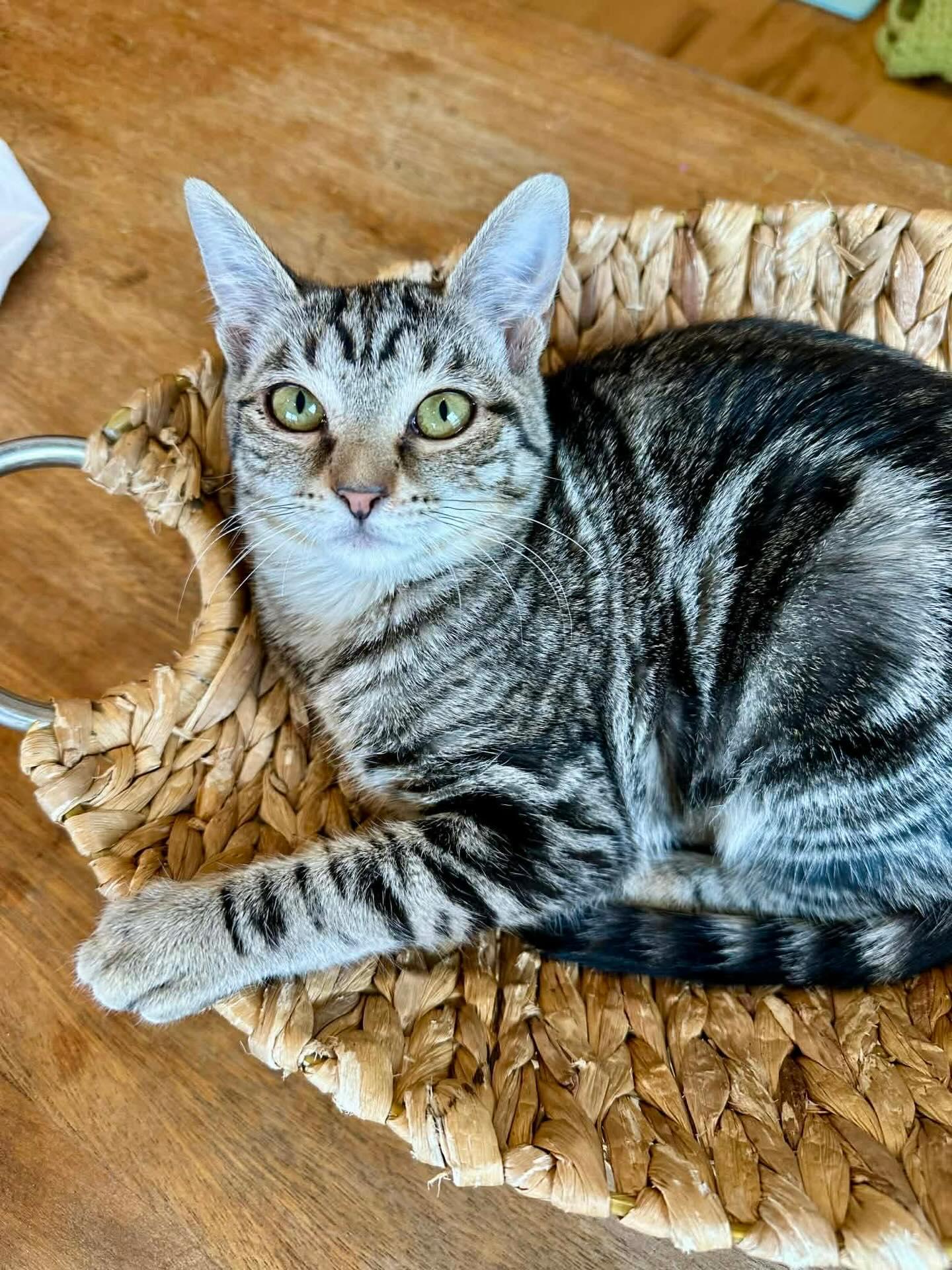 Enlarge Gus Gus, a ADOPTABLE Domestic Short Hair in St. Albans, VT image 1/3