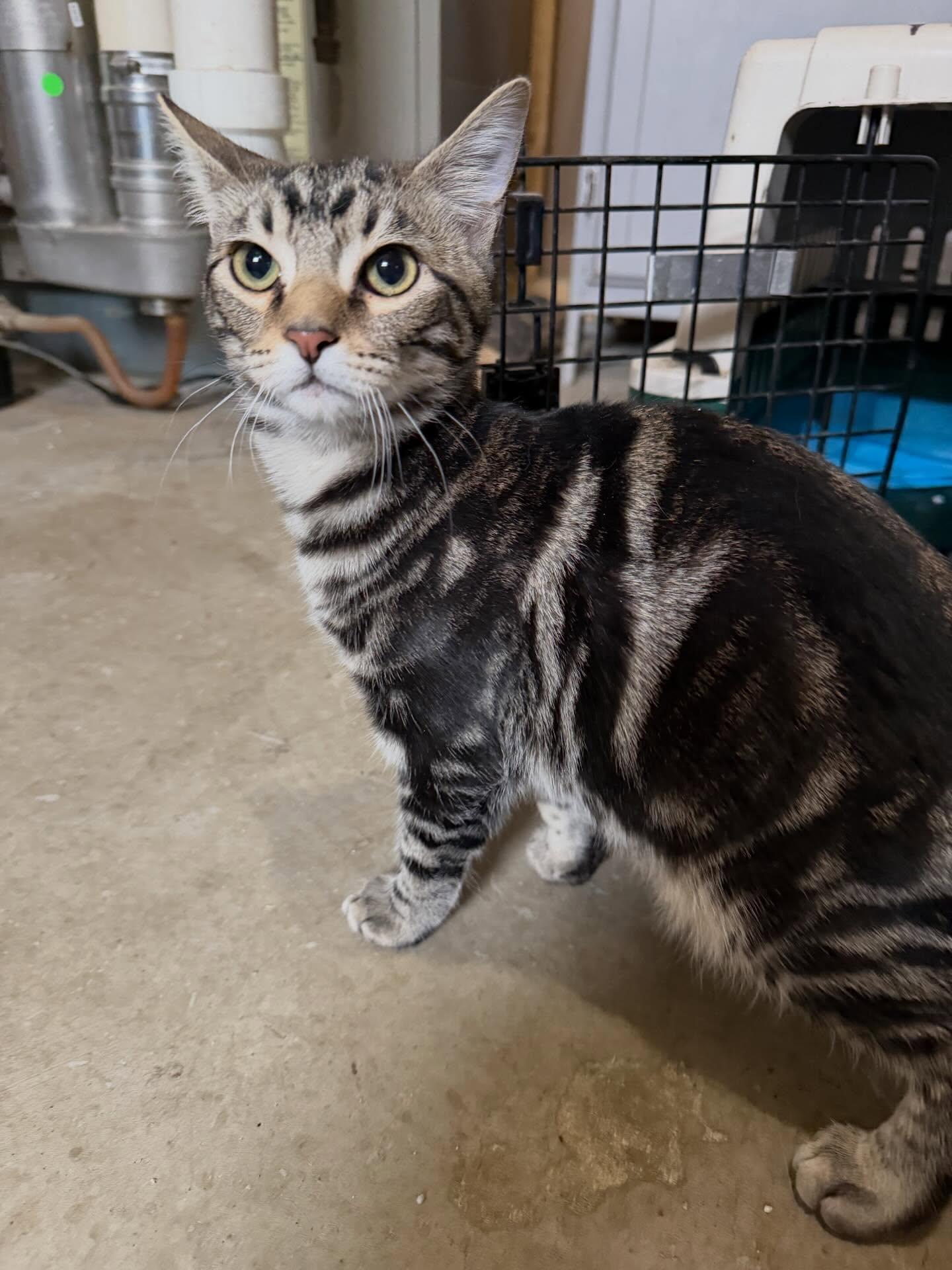 Enlarge Gus Gus, a ADOPTABLE Domestic Short Hair in St. Albans, VT image 2/3