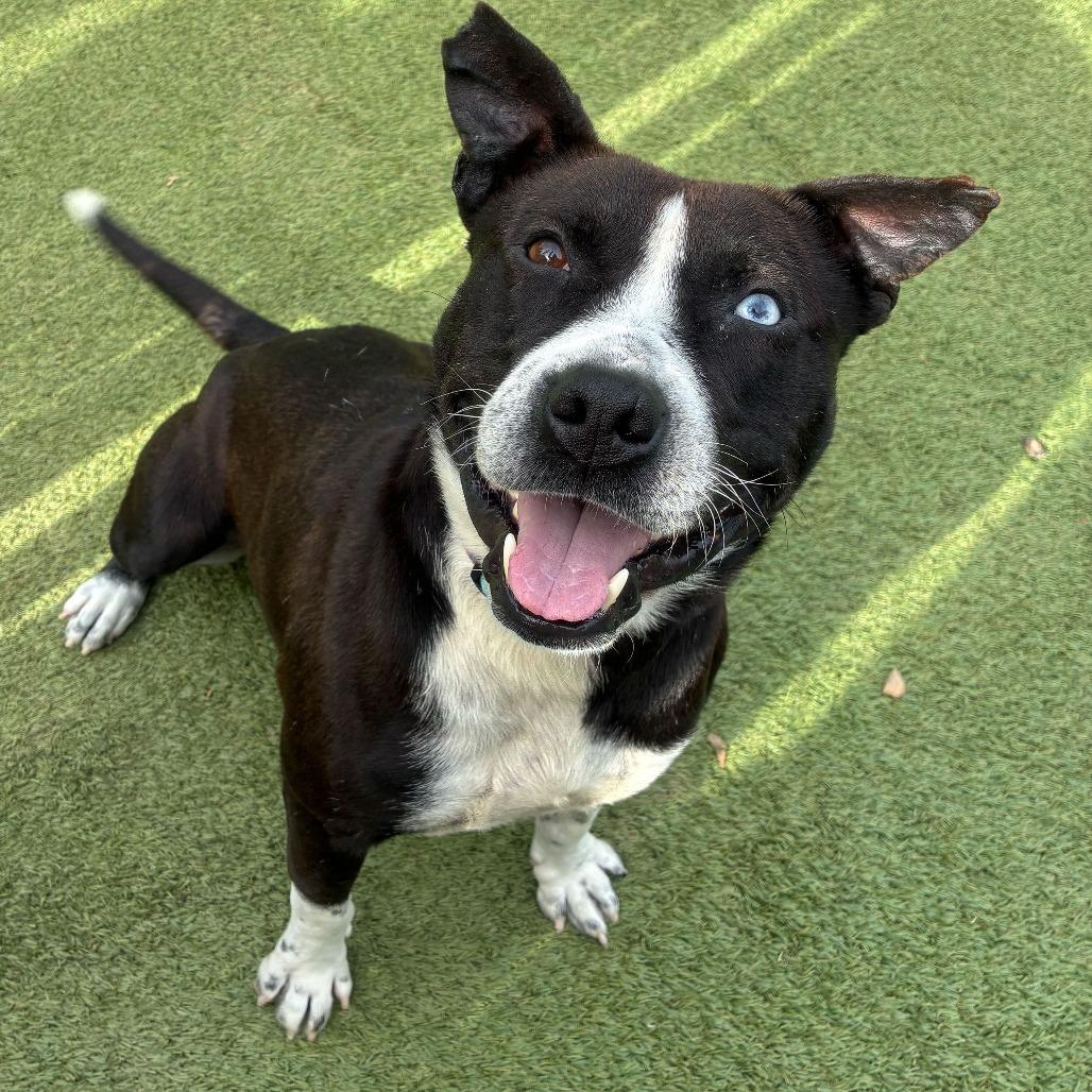 Enlarge Kratos, a Adoptable Terrier in Chattanooga, TN image 1/6