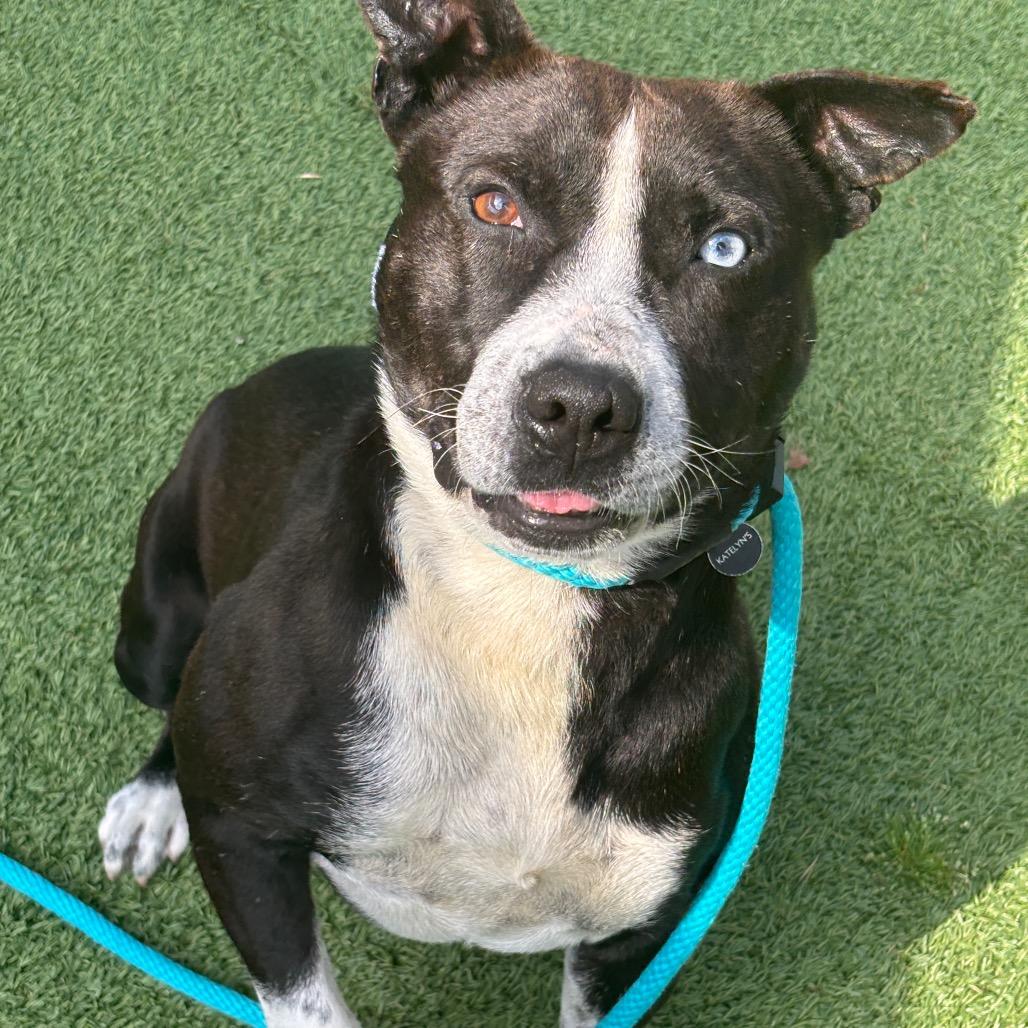 Kratos, Adoptable, Adult Male Terrier.