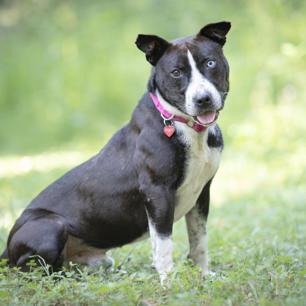 Enlarge Kratos, a Adoptable Terrier in Chattanooga, TN image 2/6