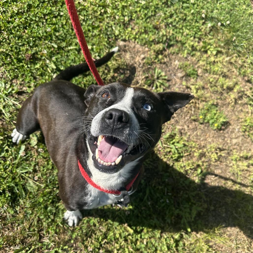 Enlarge Kratos, a Adoptable Terrier in Chattanooga, TN image 4/6